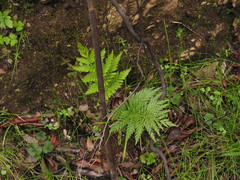 Kersboom (Todea barbara)