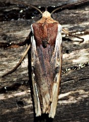 Xylena curvimacula