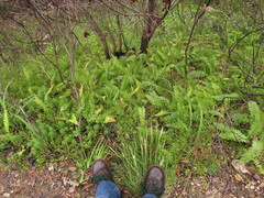 Blechnum punctulatum punctulatum