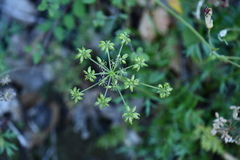 Cymopterus hallii