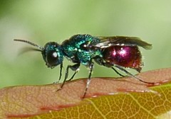 Chrysididae