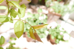 Chrysididae