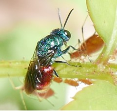 Chrysididae