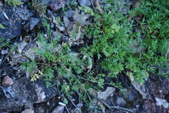 Cymopterus hallii