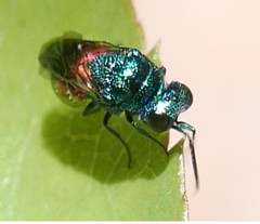 Chrysididae