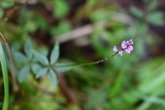 Polygala turgida