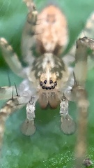 Anyphaena accentuata