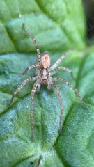 Anyphaena accentuata