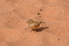 Ammomanes deserti