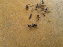 Messor barbarus