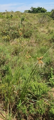 Cyperus solidus