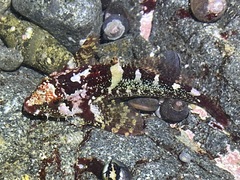 Oligocottus rubellio