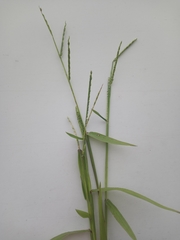 Urochloa platyphylla