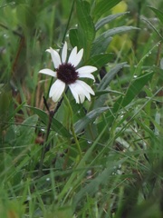 Callilepis laureola