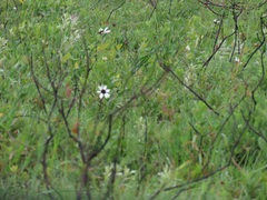 Callilepis laureola