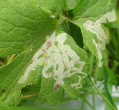 Phytomyza ranunculivora