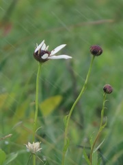 Callilepis laureola