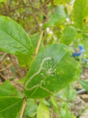Phytomyza aprilina