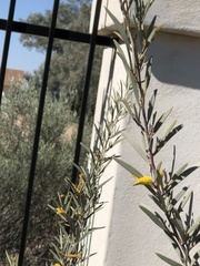 Acacia aneura
