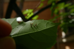 Trioza