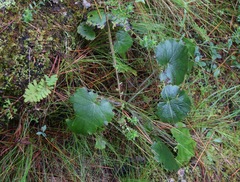 Heuchera longipetala
