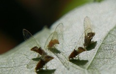 Trioza