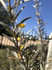 Acacia aneura