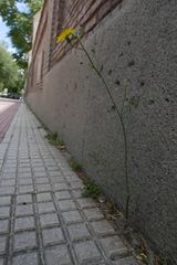 Cichorieae