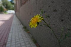 Cichorieae