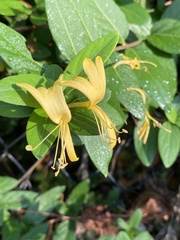 Lonicera japonica