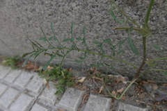 Cichorieae