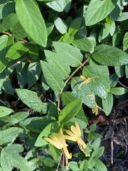 Lonicera japonica