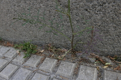 Cichorieae