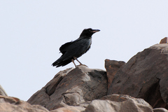 Corvus ruficollis