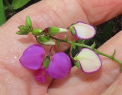 Polygala sphenoptera