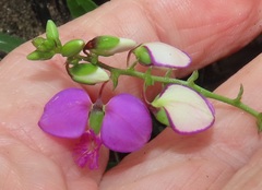 Polygala sphenoptera