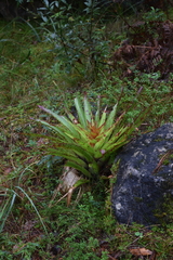 Tillandsia imperialis