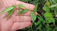 Polygala sphenoptera