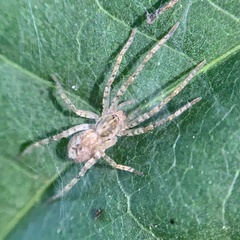 Anyphaena accentuata