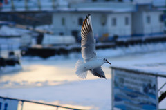 Chroicocephalus ridibundus