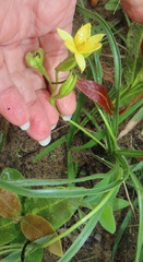 Hypoxis angustifolia