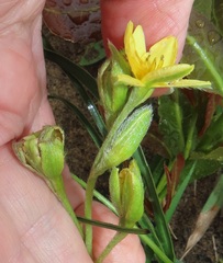 Hypoxis angustifolia