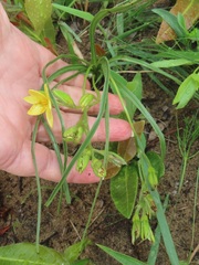 Hypoxis angustifolia
