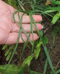 Hypoxis angustifolia