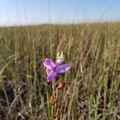 Calopogon tuberosus simpsonii