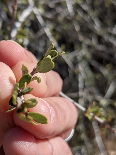 Buckbrush foliage