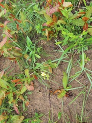 Hypoxis angustifolia