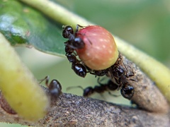 Callirhytis perditor