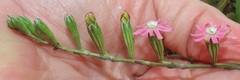 Silene burchellii