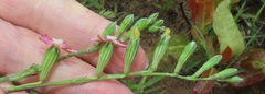 Silene burchellii